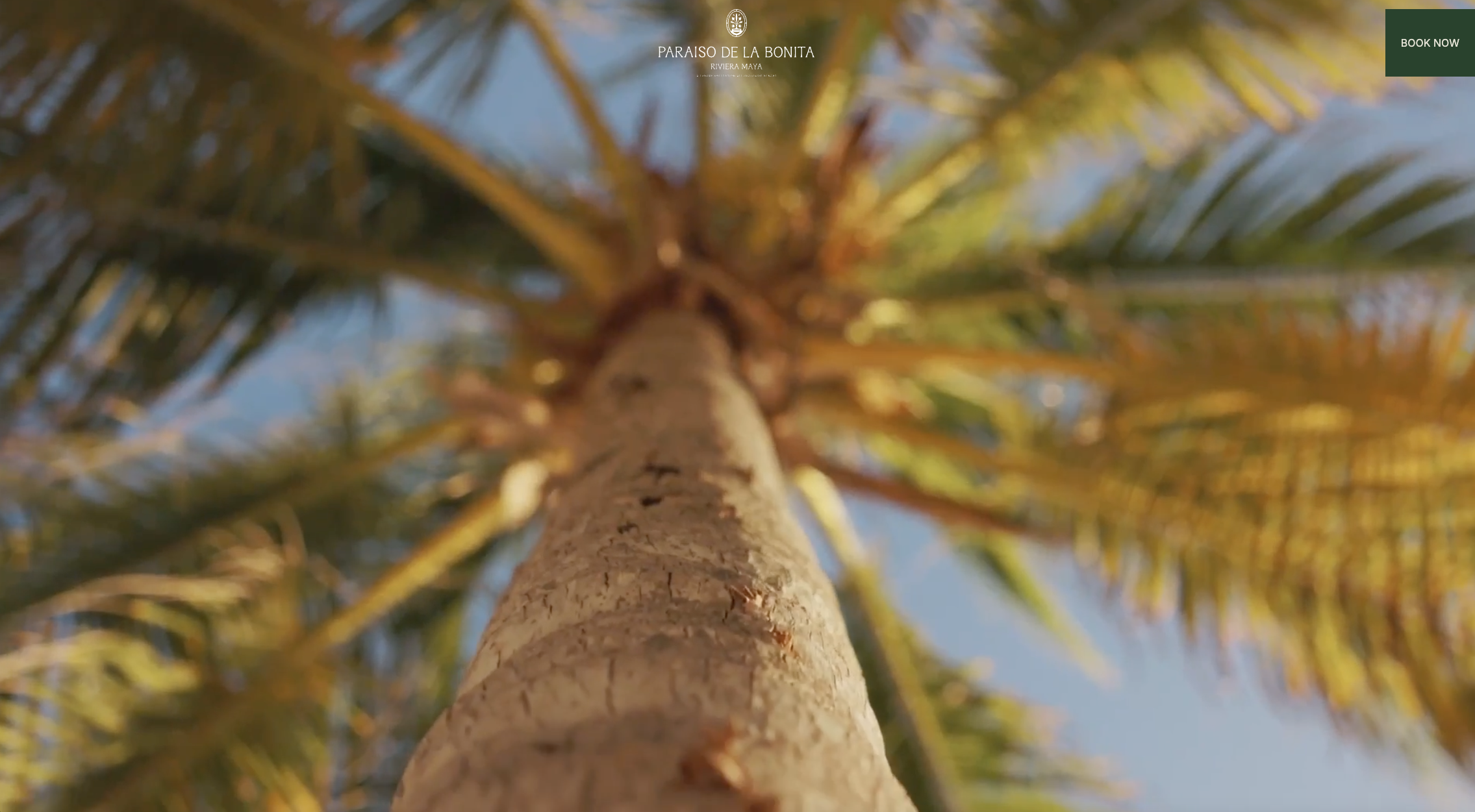 Image of a palm tree at Paraiso de la bonita